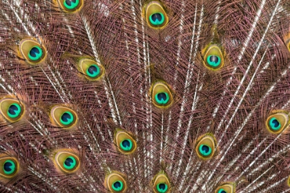 Picture of USA- OREGON- TILLAMOOK. PEACOCK DISPLAYING TAIL FEATHERS.