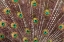 Picture of USA- OREGON- TILLAMOOK. PEACOCK DISPLAYING TAIL FEATHERS.