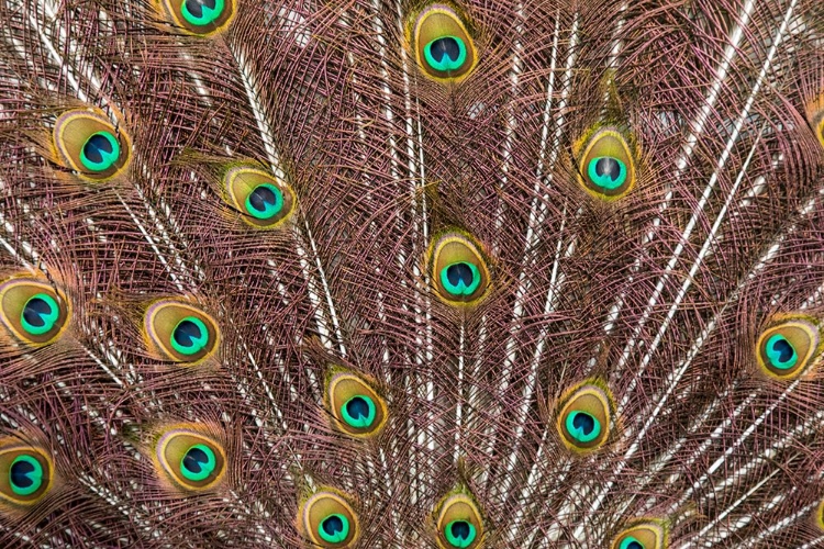 Picture of USA- OREGON- TILLAMOOK. PEACOCK DISPLAYING TAIL FEATHERS.