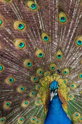 Picture of USA- OREGON- TILLAMOOK. PEACOCK DISPLAYING TAIL FEATHERS.