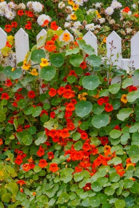 Picture of USA- OREGON. CANNON BEACH AND COTTAGE GARDEN WITH WHITE PICKET FENCE AND NASTURTIUMS