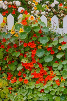 Picture of USA- OREGON. CANNON BEACH AND COTTAGE GARDEN WITH WHITE PICKET FENCE AND NASTURTIUMS