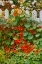 Picture of USA- OREGON. CANNON BEACH AND COTTAGE GARDEN WITH WHITE PICKET FENCE AND NASTURTIUMS