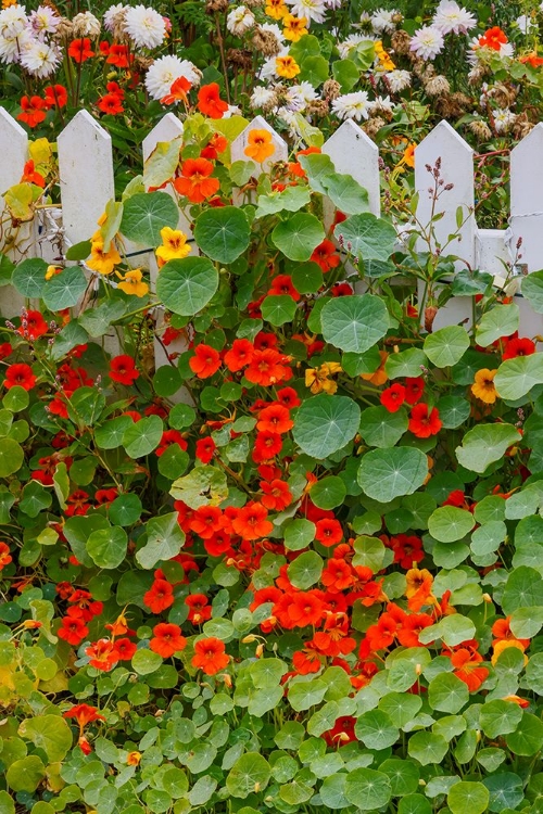 Picture of USA- OREGON. CANNON BEACH AND COTTAGE GARDEN WITH WHITE PICKET FENCE AND NASTURTIUMS