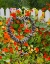 Picture of USA- OREGON. CANNON BEACH AND COTTAGE GARDEN WITH WHITE PICKET FENCE AND NASTURTIUMS