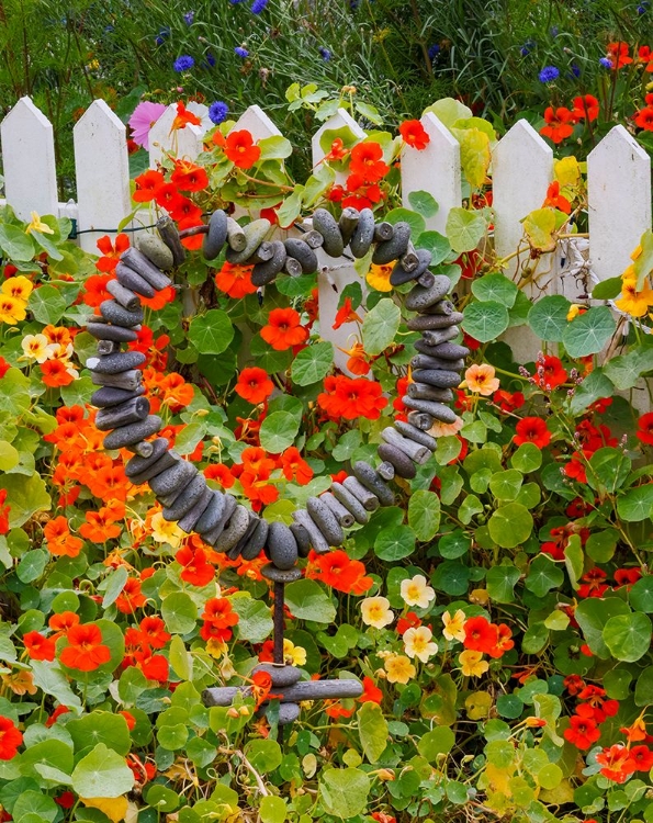 Picture of USA- OREGON. CANNON BEACH AND COTTAGE GARDEN WITH WHITE PICKET FENCE AND NASTURTIUMS