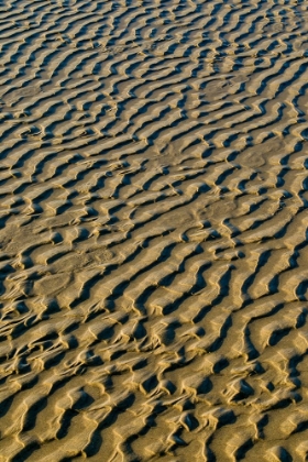 Picture of USA- OREGON. CANNON BEACH LOW TIDE AND RIPPLES IN THE SAND.