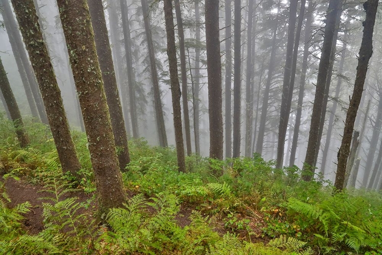 Picture of USA- OREGON. LOOKOUT STATE PARK WITH FOG AMONGST SITKA SPRUCE FOREST