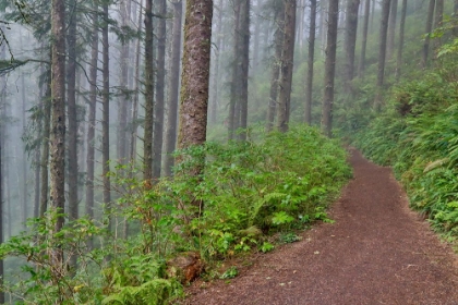 Picture of USA- OREGON. LOOKOUT STATE PARK TRAIL WITH FOG AMONGST SITKA SPRUCE FOREST