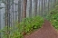 Picture of USA- OREGON. LOOKOUT STATE PARK TRAIL WITH FOG AMONGST SITKA SPRUCE FOREST