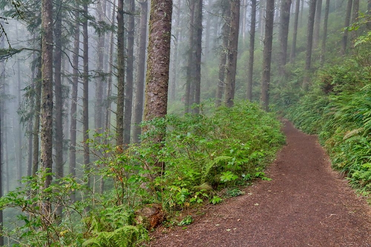 Picture of USA- OREGON. LOOKOUT STATE PARK TRAIL WITH FOG AMONGST SITKA SPRUCE FOREST