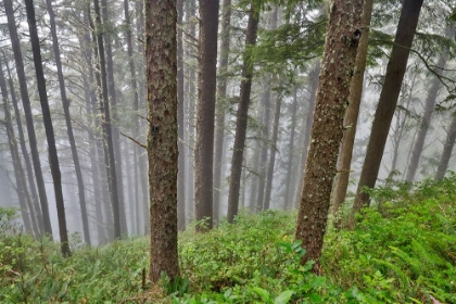 Picture of USA- OREGON. LOOKOUT STATE PARK WITH FOG AMONGST SITKA SPRUCE FOREST