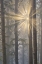 Picture of USA- OREGON. LOOKOUT STATE PARK WITH FOG AND SUN BREAKING THROUGH AMONGST SITKA SPRUCE FOREST