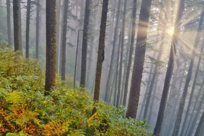 Picture of USA- OREGON. LOOKOUT STATE PARK WITH FOG AND SUN BREAKING THROUGH AMONGST SITKA SPRUCE FOREST