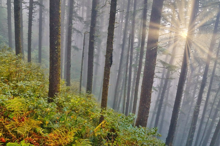 Picture of USA- OREGON. LOOKOUT STATE PARK WITH FOG AND SUN BREAKING THROUGH AMONGST SITKA SPRUCE FOREST