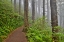 Picture of USA- OREGON. LOOKOUT STATE PARK TRAIL WITH FOG AMONGST SITKA SPRUCE FOREST