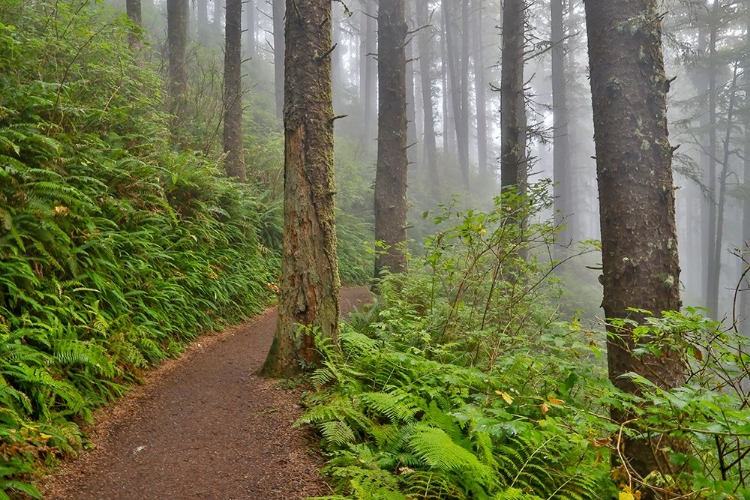 Picture of USA- OREGON. LOOKOUT STATE PARK TRAIL WITH FOG AMONGST SITKA SPRUCE FOREST