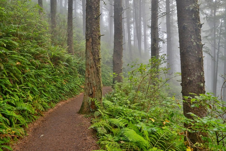 Picture of USA- OREGON. LOOKOUT STATE PARK TRAIL WITH FOG AMONGST SITKA SPRUCE FOREST