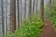 Picture of USA- OREGON. LOOKOUT STATE PARK TRAIL WITH FOG AMONGST SITKA SPRUCE FOREST