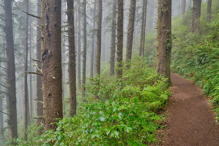 Picture of USA- OREGON. LOOKOUT STATE PARK TRAIL WITH FOG AMONGST SITKA SPRUCE FOREST