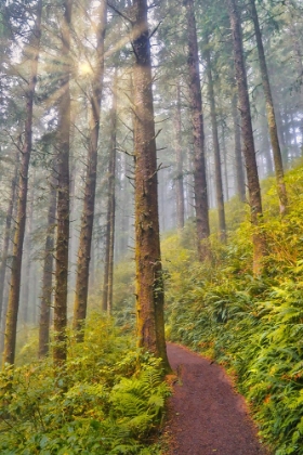 Picture of USA- OREGON. LOOKOUT STATE PARK TRAIL WITH FOG AMONGST SITKA SPRUCE FOREST WITH SUNRAYS