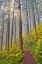 Picture of USA- OREGON. LOOKOUT STATE PARK TRAIL WITH FOG AMONGST SITKA SPRUCE FOREST WITH SUNRAYS
