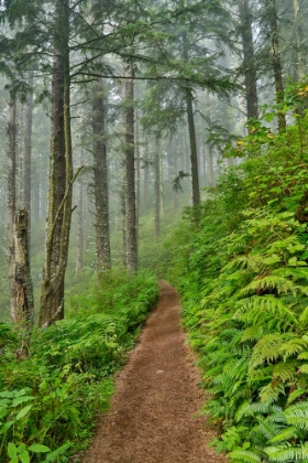 Picture of USA- OREGON. LOOKOUT STATE PARK TRAIL WITH FOG AMONGST SITKA SPRUCE FOREST