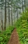 Picture of USA- OREGON. LOOKOUT STATE PARK TRAIL WITH FOG AMONGST SITKA SPRUCE FOREST