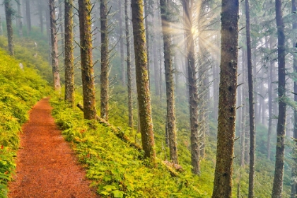 Picture of USA- OREGON. LOOKOUT STATE PARK TRAIL WITH FOG AMONGST SITKA SPRUCE FOREST WITH SUNRAYS