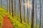 Picture of USA- OREGON. LOOKOUT STATE PARK TRAIL WITH FOG AMONGST SITKA SPRUCE FOREST WITH SUNRAYS