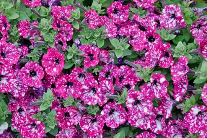 Picture of USA- OREGON. CANNON BEACH PLANTING OF PETUNIAS