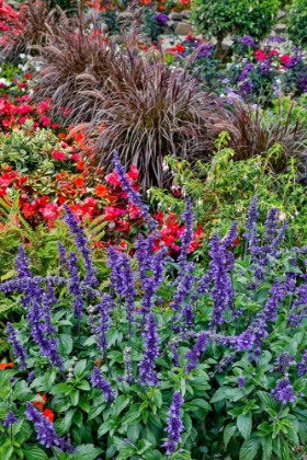 Picture of USA- OREGON. CANNON BEACH GARDEN AND PATH WITH BLUE SALVIA AND REDDISH GERANIUMS