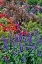 Picture of USA- OREGON. CANNON BEACH GARDEN AND PATH WITH BLUE SALVIA AND REDDISH GERANIUMS