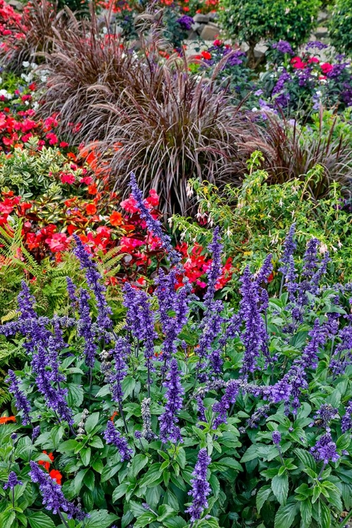 Picture of USA- OREGON. CANNON BEACH GARDEN AND PATH WITH BLUE SALVIA AND REDDISH GERANIUMS