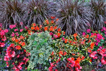 Picture of USA- OREGON. CANNON BEACH GARDEN WITH ORANGE NEW GUINEA IMPATIENS- GRASSES AND REDDISH GERANIUMS