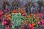 Picture of USA- OREGON. CANNON BEACH GARDEN WITH ORANGE NEW GUINEA IMPATIENS- GRASSES AND REDDISH GERANIUMS