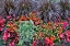 Picture of USA- OREGON. CANNON BEACH GARDEN WITH ORANGE NEW GUINEA IMPATIENS- GRASSES AND REDDISH GERANIUMS