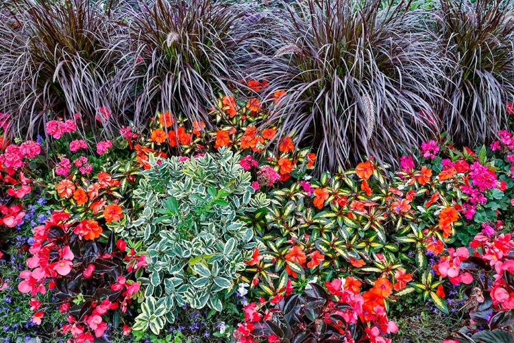 Picture of USA- OREGON. CANNON BEACH GARDEN WITH ORANGE NEW GUINEA IMPATIENS- GRASSES AND REDDISH GERANIUMS