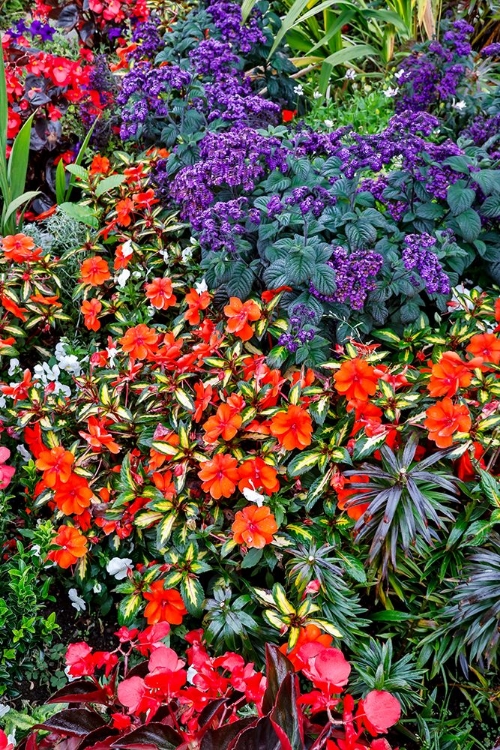 Picture of USA- OREGON. CANNON BEACH GARDEN WITH ORANGE NEW GUINEA IMPATIENS