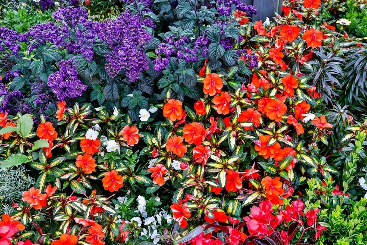 Picture of USA- OREGON. CANNON BEACH GARDEN WITH ORANGE NEW GUINEA IMPATIENS