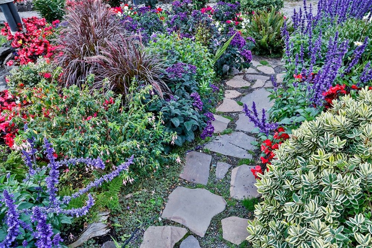 Picture of USA- OREGON. CANNON BEACH GARDEN AND PATH WITH BLUE SALVIA AND REDDISH GERANIUMS