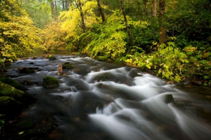 Picture of USA- OREGON- SILVER FALL STATE PARK FALL COLORS ALONG SOUTH FORK SILVER FALLS CREEK