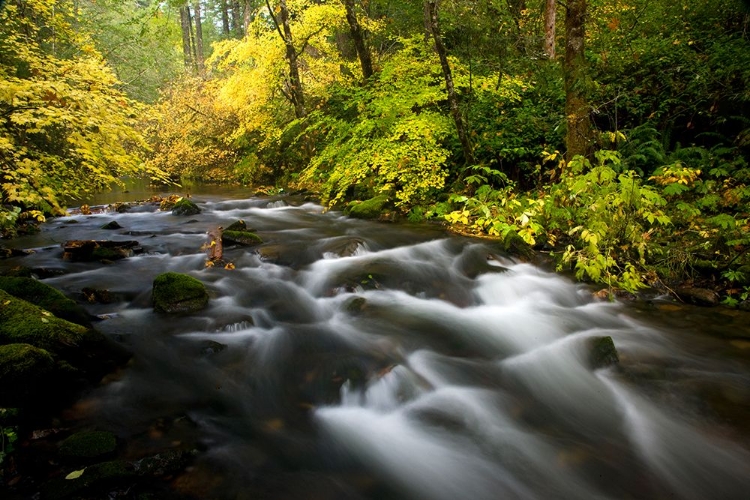 Picture of USA- OREGON- SILVER FALL STATE PARK FALL COLORS ALONG SOUTH FORK SILVER FALLS CREEK