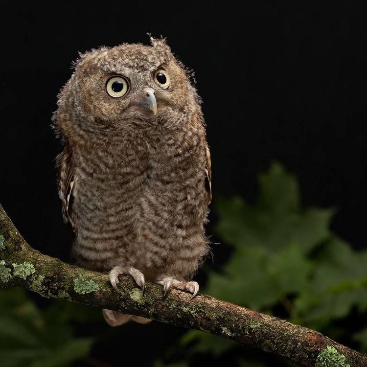 Picture of EASTERN SCREECH-OWL- CENTRAL PENNSYLVANIA