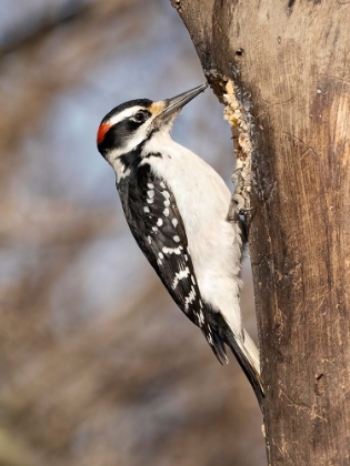 Picture of HAIRY WOODPECKER- PENNSYLVANIA- USA