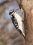 Picture of HAIRY WOODPECKER- PENNSYLVANIA- USA