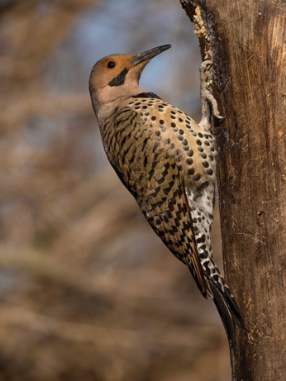 Picture of NORTHERN FLICKER- PENNSYLVANIA- USA