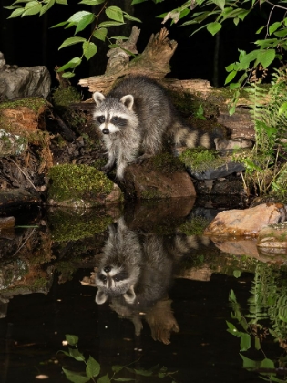 Picture of RACCOON- PENNSYLVANIA- USA