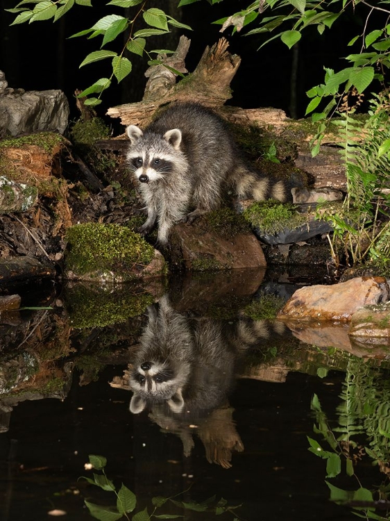 Picture of RACCOON- PENNSYLVANIA- USA