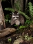 Picture of RACCOON- PENNSYLVANIA- USA